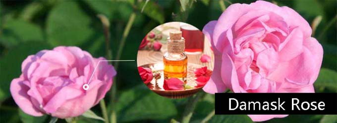 How to Make Rose Essential Oil?