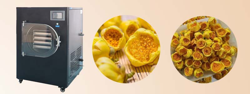 Small household freeze dryer to process golden flower tea
