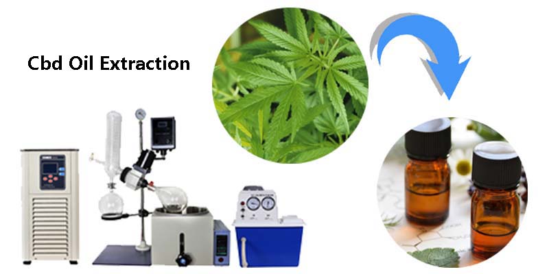 Extraction of Cbd by Rotary Evaporator